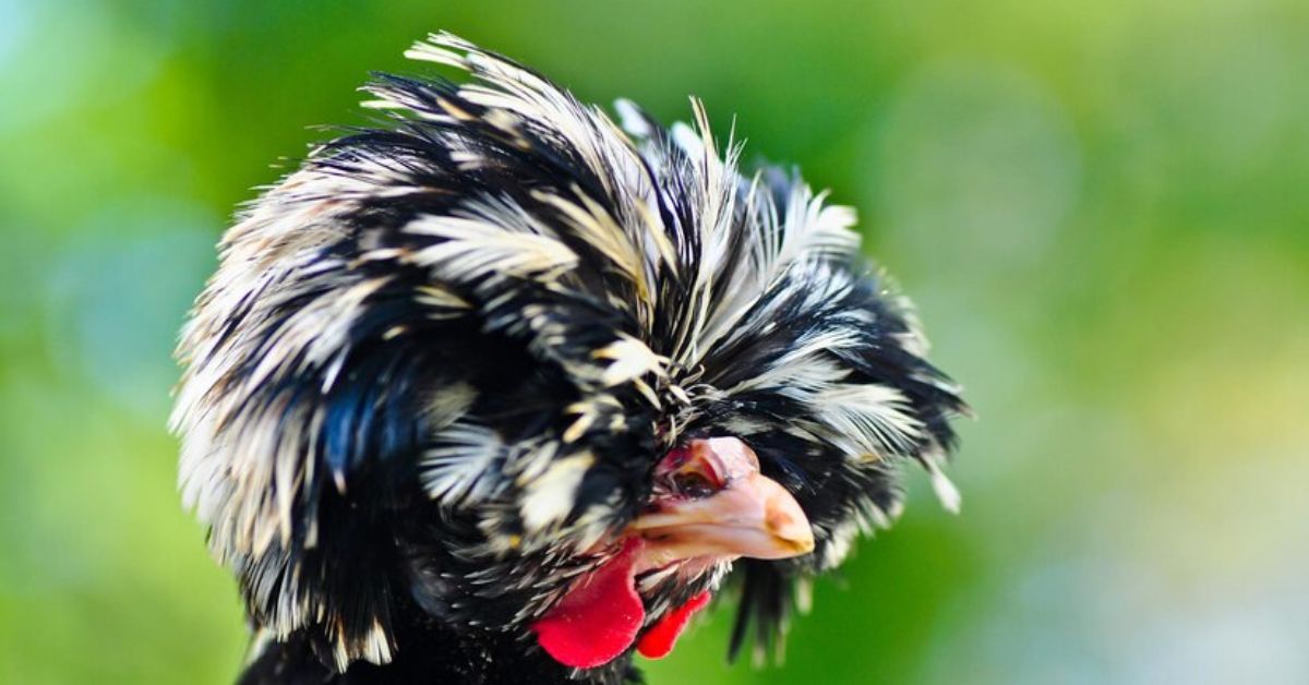 bird with mohawk