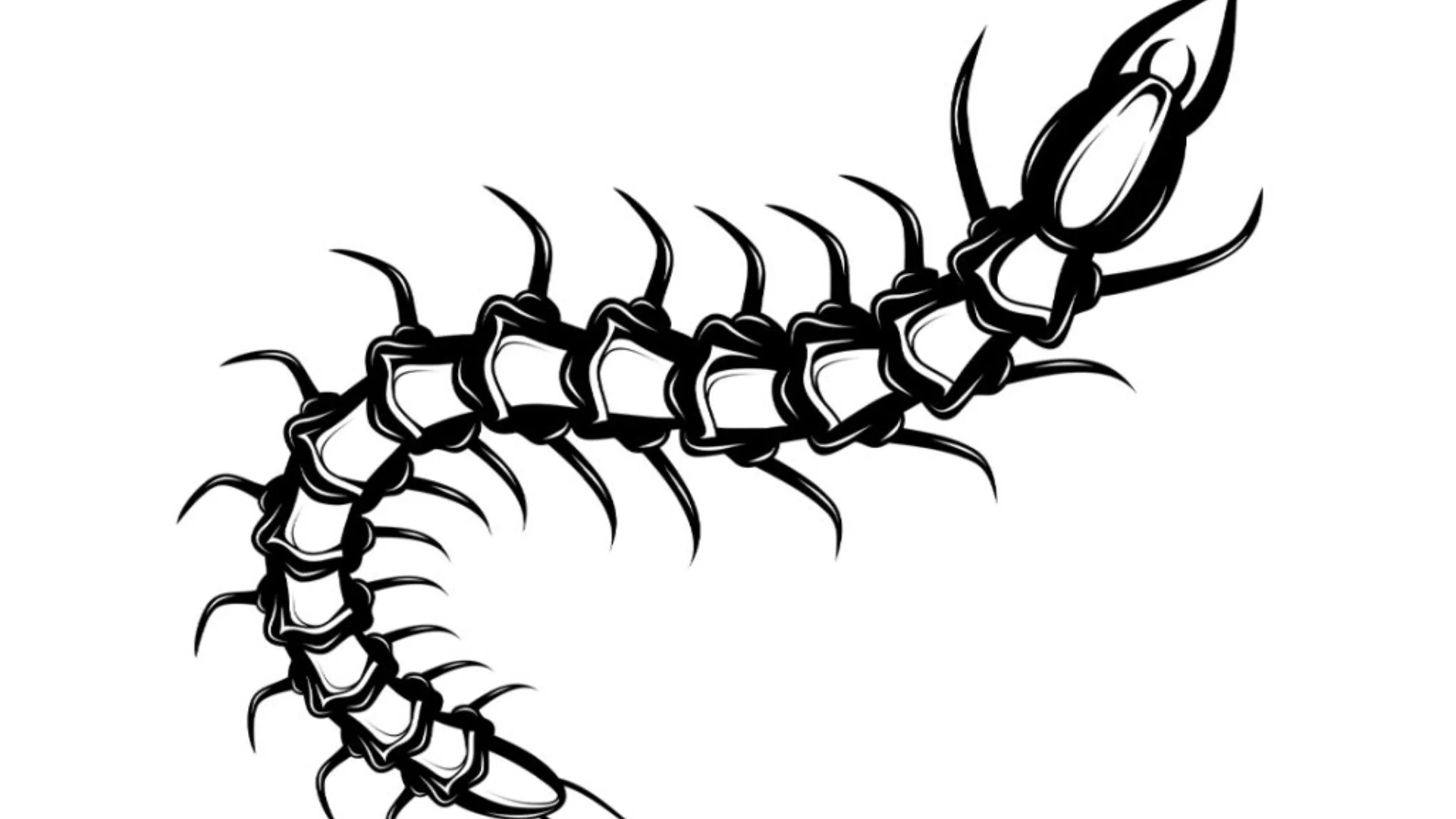 centipede tattoo meaning