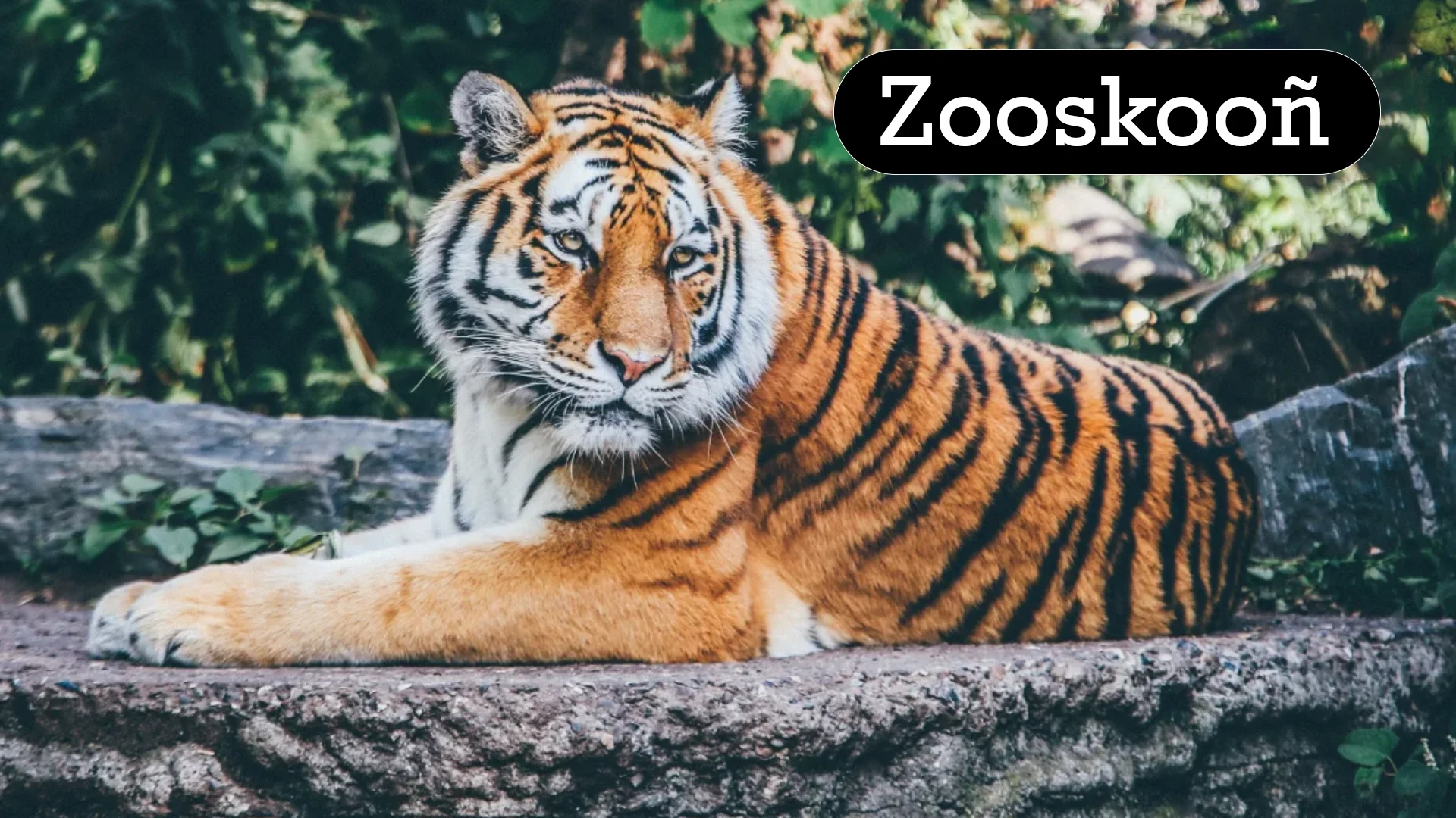 Zooskooñ