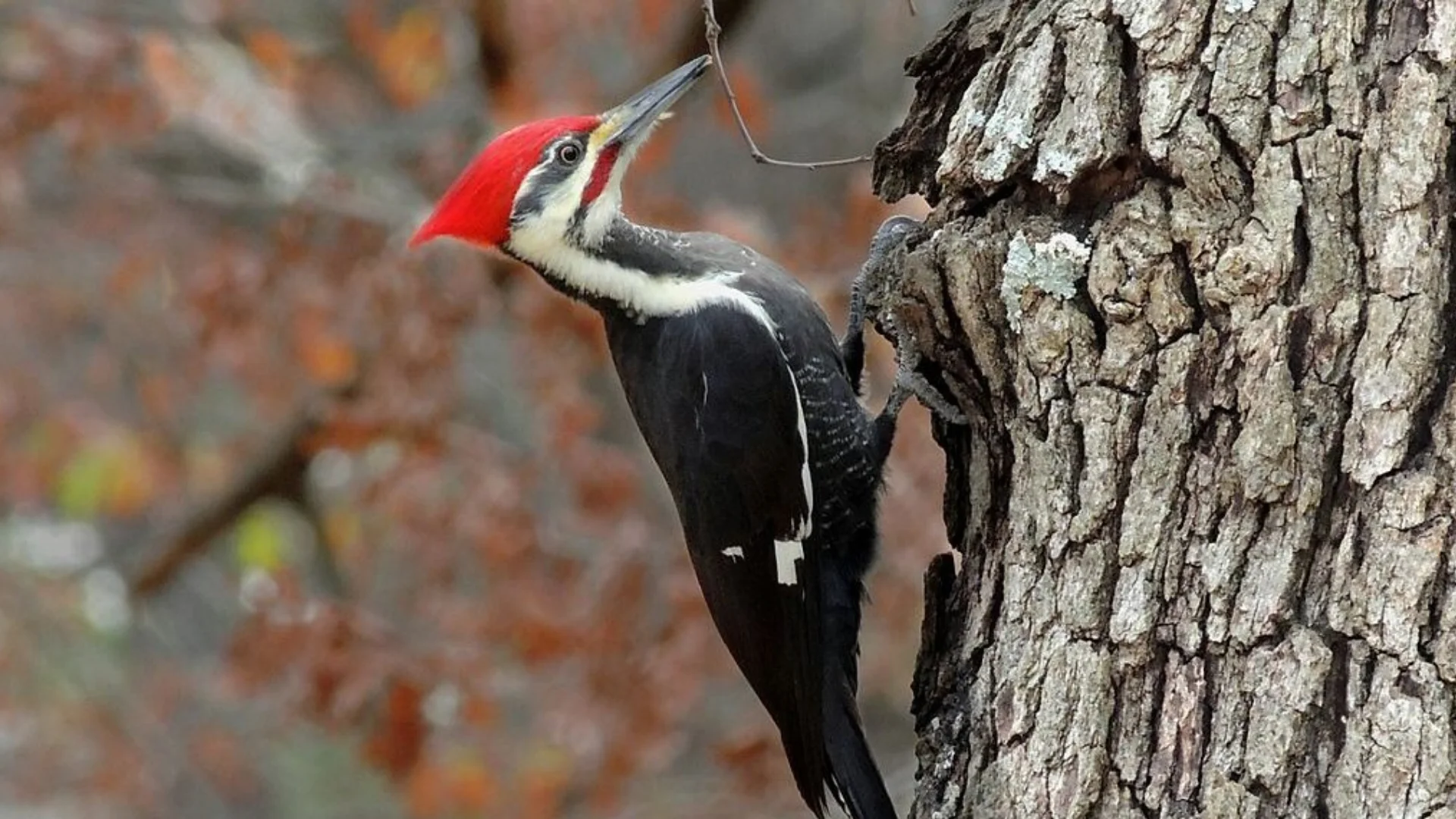 woodpeckers in michigan