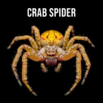 crab spider