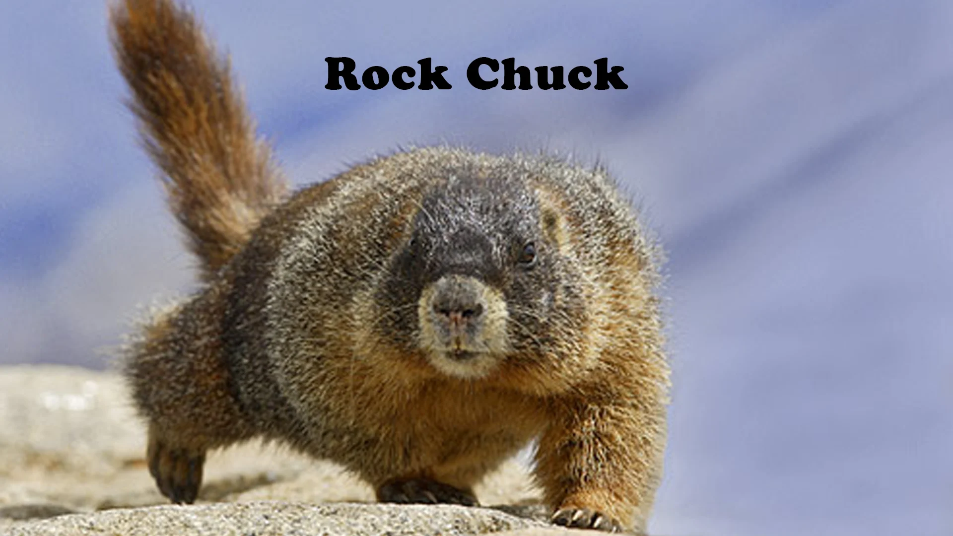 rock chuck