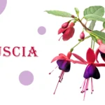 Fuscia