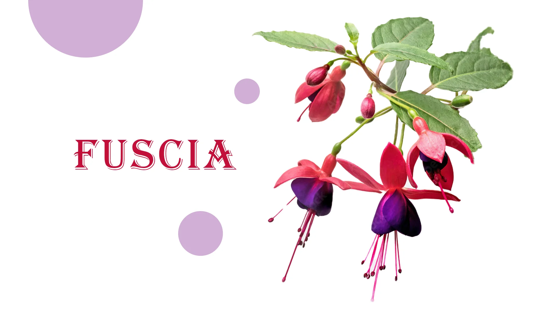 Fuscia