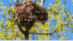 Understanding Squirrel Behavior and Nesting Habits