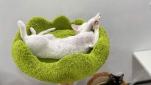 Spacious Platforms and Cozy Cat Beds