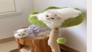 Durable Sisal Scratcher for Cats