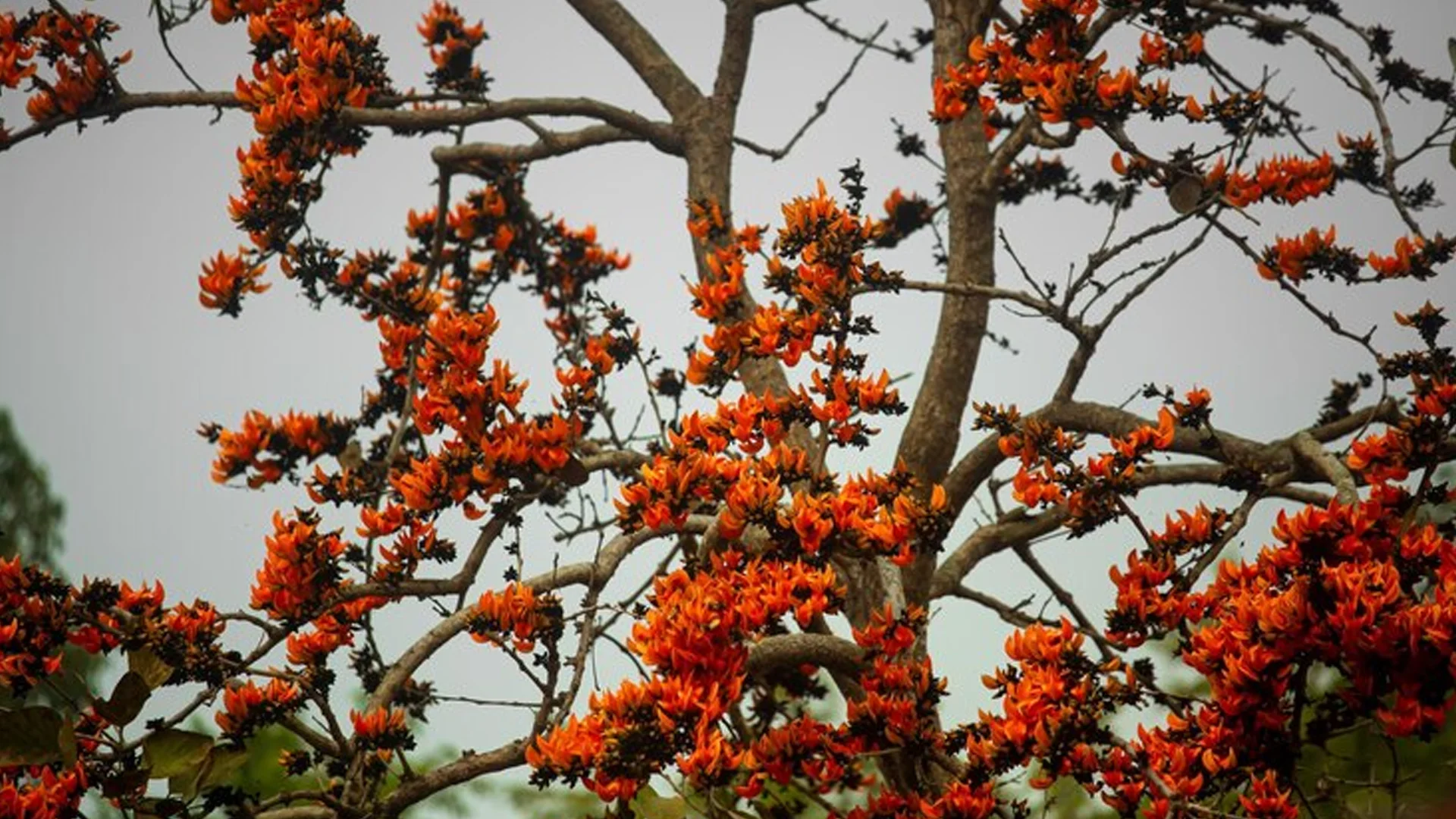 red spotted gum