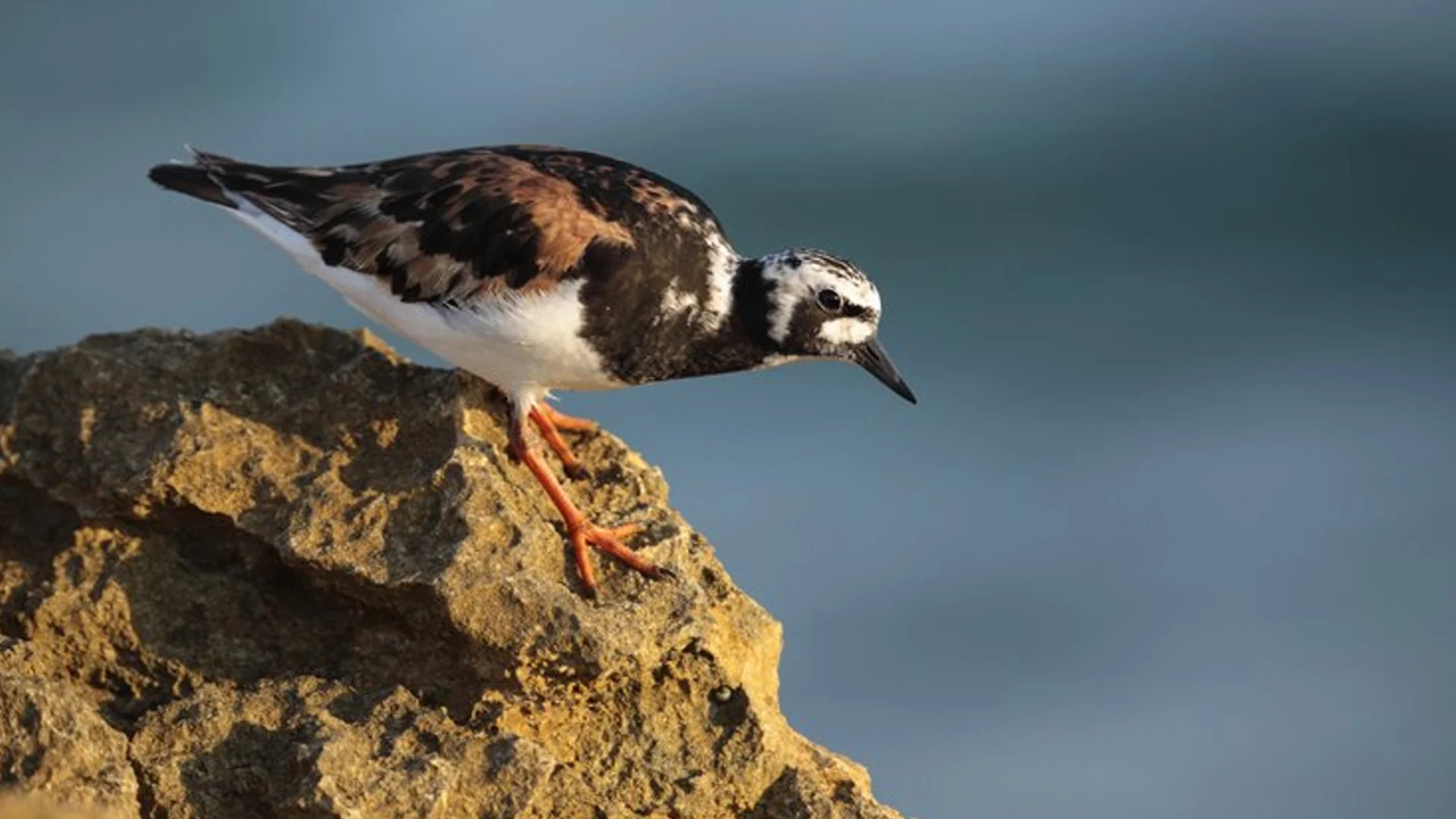 Shore Birds Of Italy