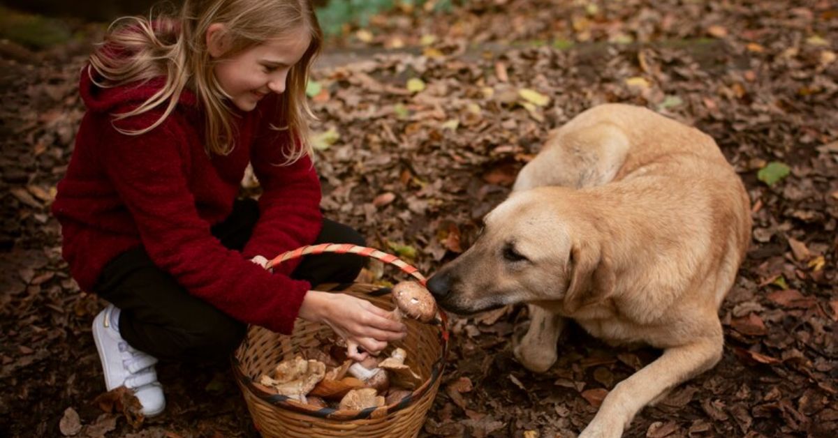 Dog’s Cognitive Vitality