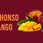 alphonso mango