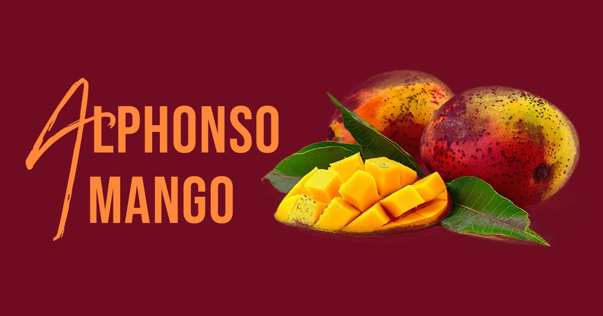 alphonso mango