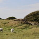 Sheep Fields to Wembley