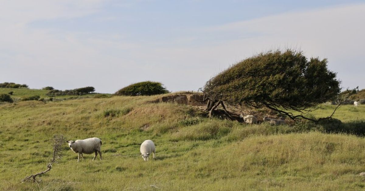 Sheep Fields to Wembley