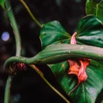 What Eats Strangler Figs In The Rainforest