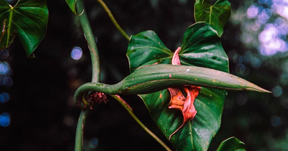 What Eats Strangler Figs In The Rainforest