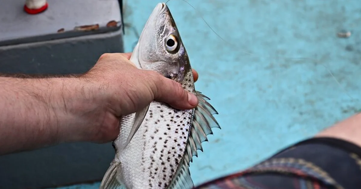 What Eats Suckermouth Catfish