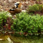 What Eats The River Bushwillow