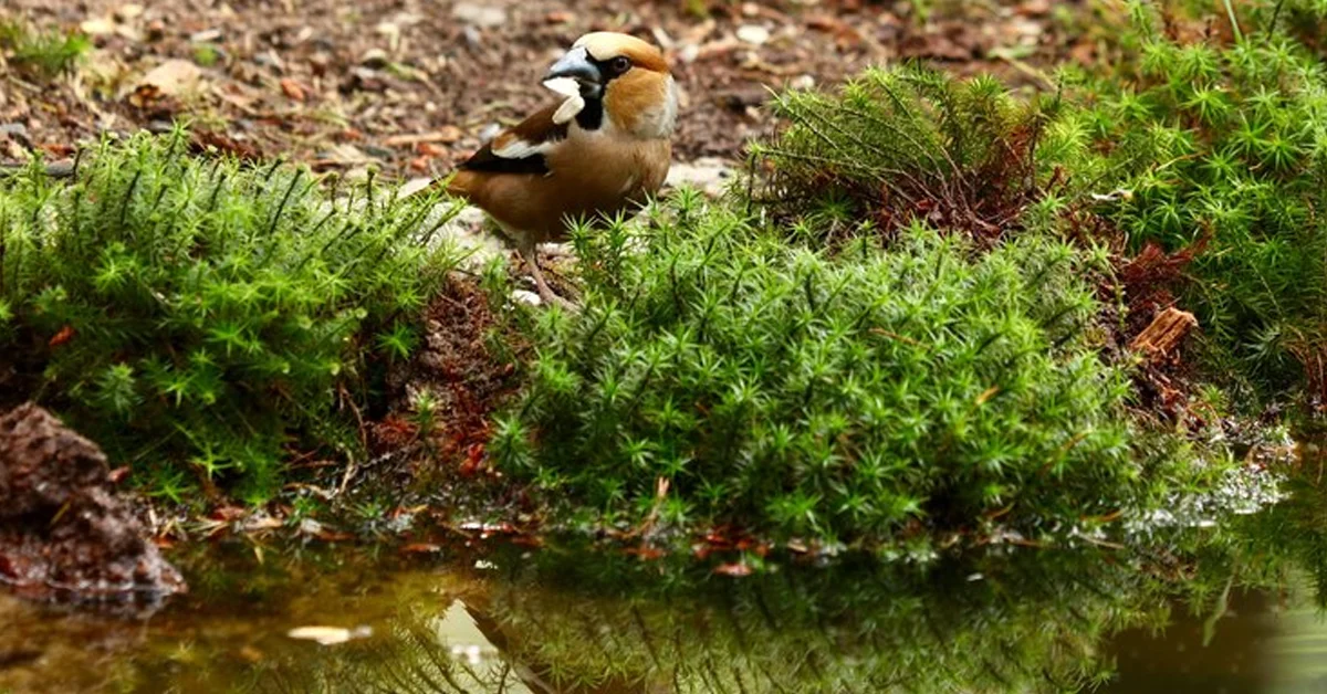 What Eats The River Bushwillow