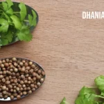 dhania coriander