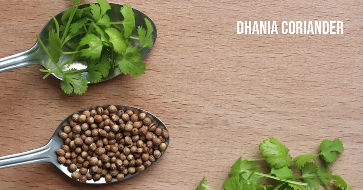 dhania coriander