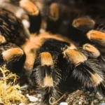 lividum tarantula