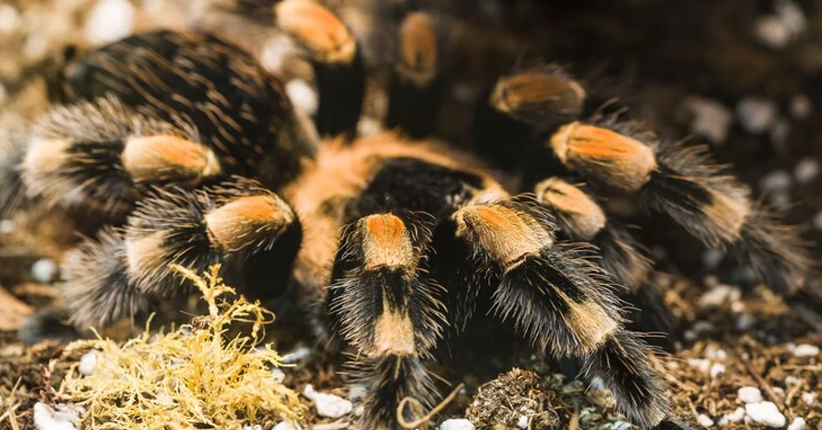 lividum tarantula