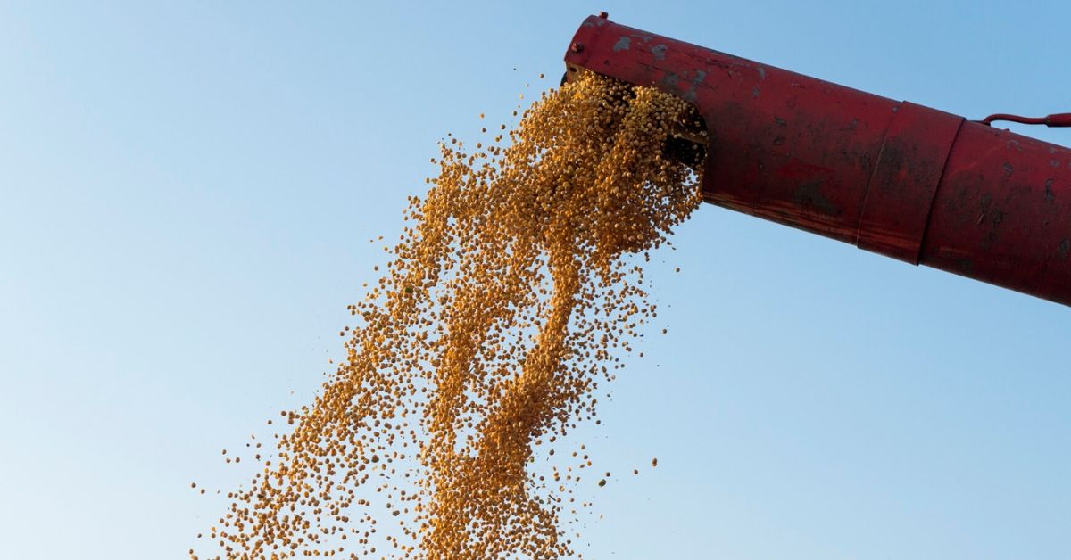 Power Plant: Fiber and Food from Cotton