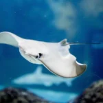 what do stingrays symbolize