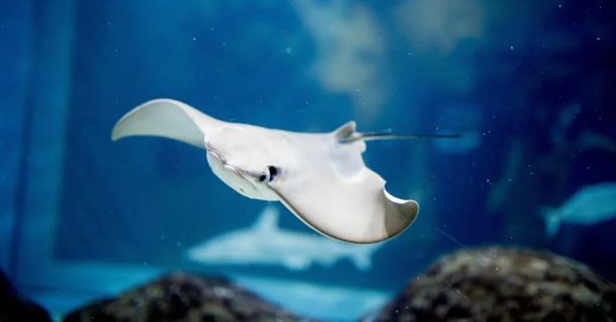 what do stingrays symbolize