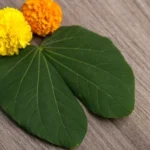 what is thotukura keerai in tamil