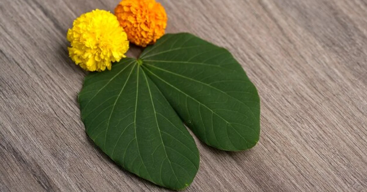 what is thotukura keerai in tamil