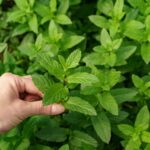 What Is Lemon Balm