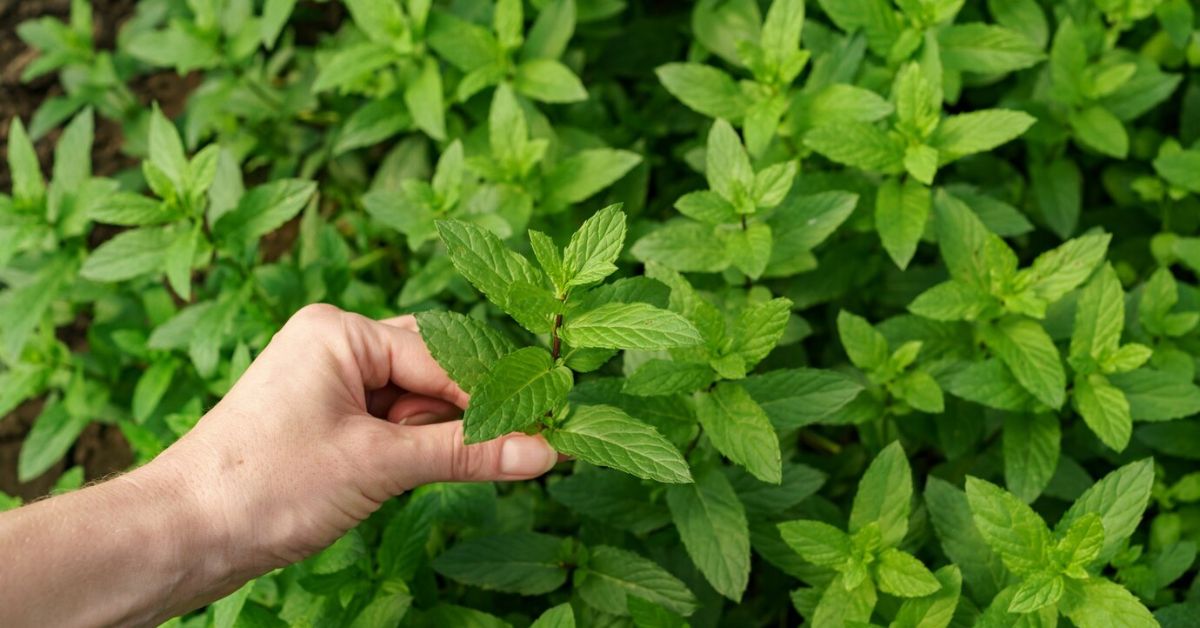 What Is Lemon Balm