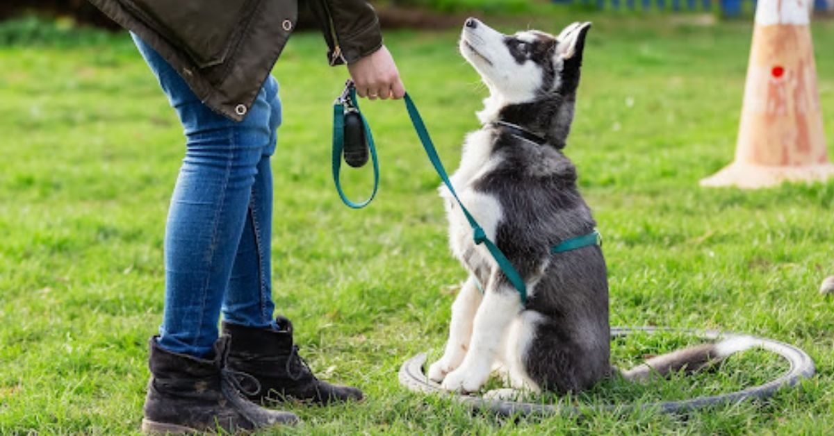 Service Dog