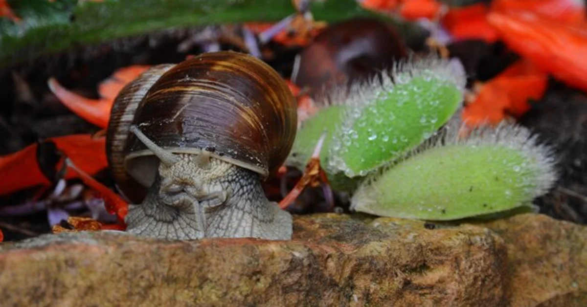 what eats nerites snails