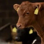 what is the lifespan of a simmental cattle