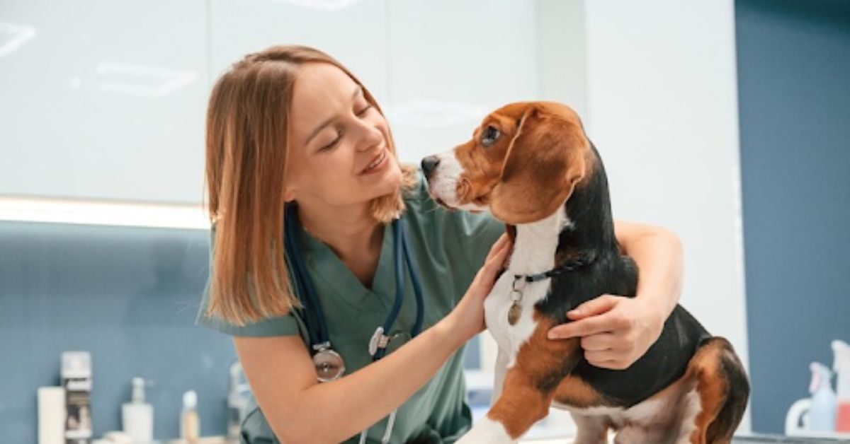 Desexing Your Dog