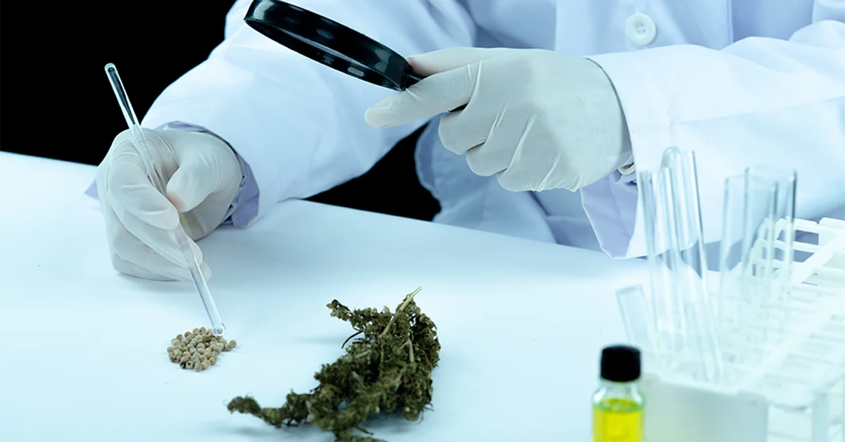 do shrooms show up on a urine test