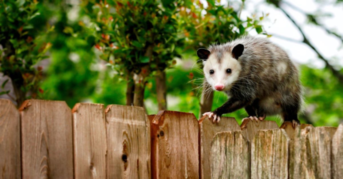 Possums Out