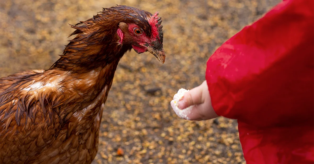 can chickens eat grapes