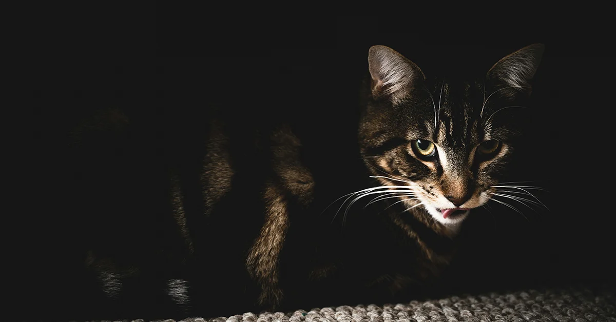 can cats see in the dark
