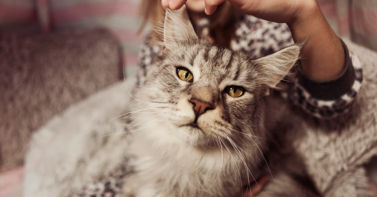 maine coon kitten price