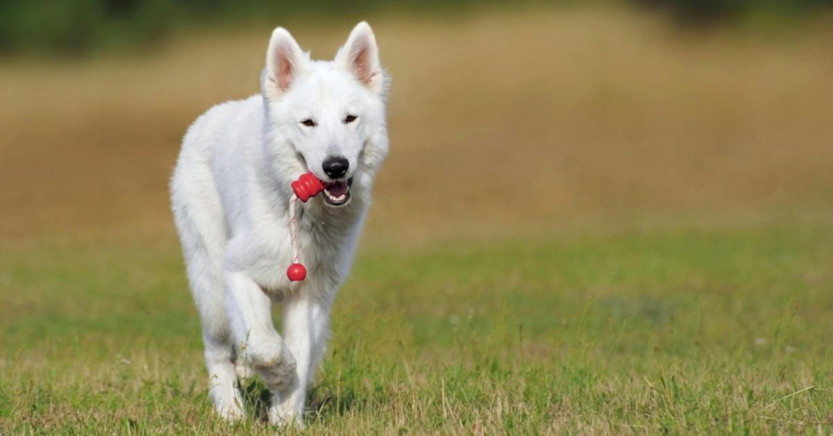 Parasite Prevention for Dogs